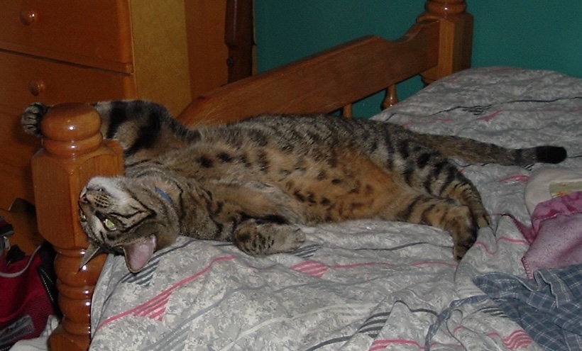 Charlie laying on the bed