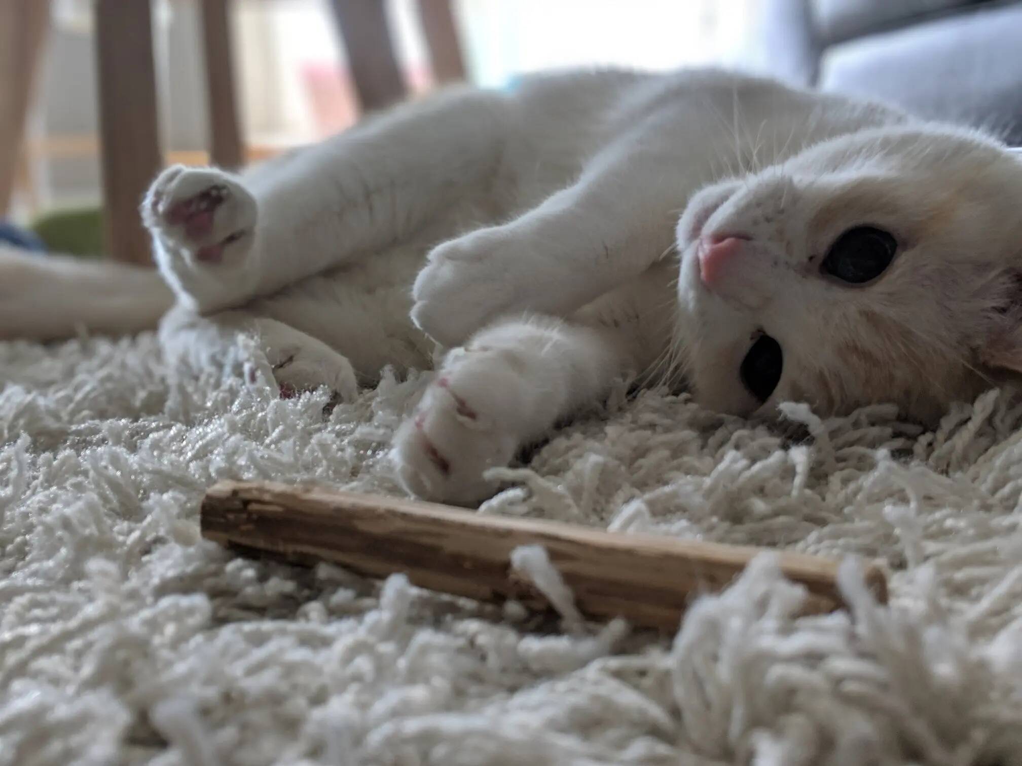 Percy laying on his side, paws in the air, enjoying one of his favourite sticks to chew on