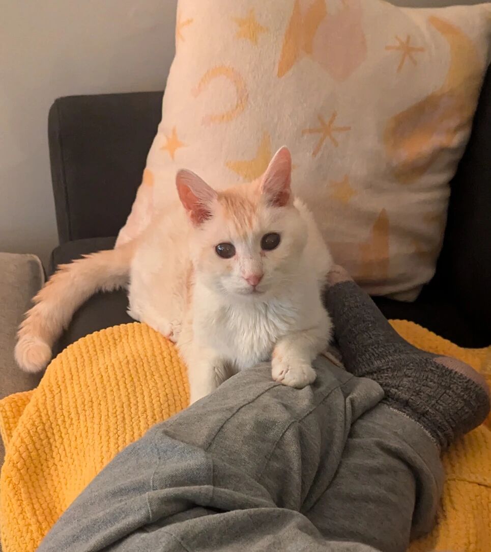 Percy laying on his favourite yellow blanket, paw up on my partner's leg
