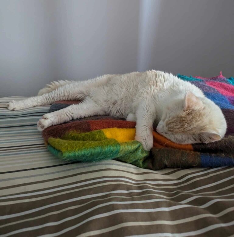 Percy laying on his favourite blanket on our bed